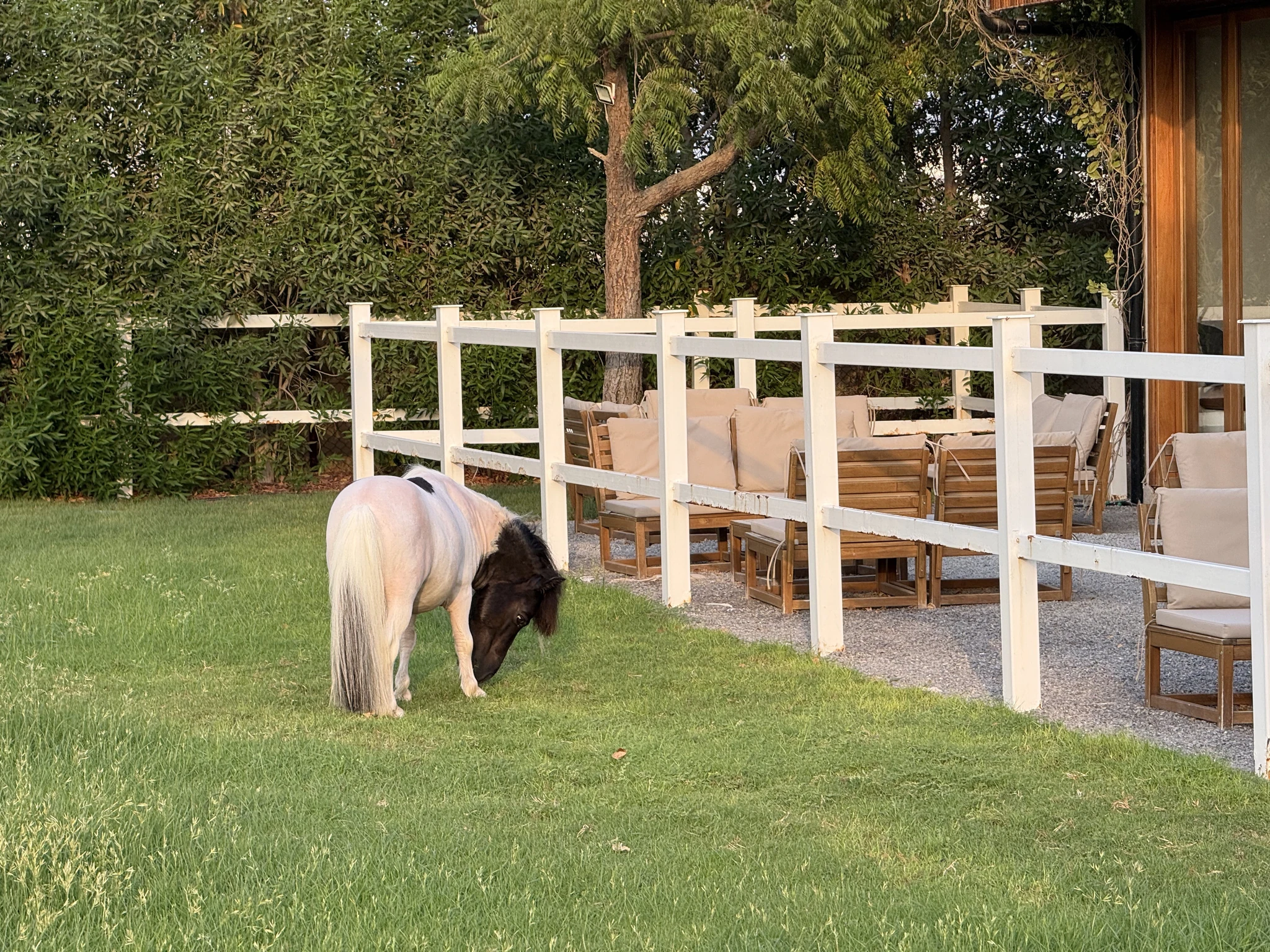 North Cafe, Ras Al Khaimah: A small black and white miniature pony with a long pale tail grazing on a manicured green lawn next to a white wooden fence, with cushioned wooden lounge furniture, trees, and a building visible in the background.