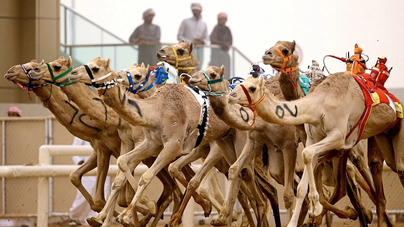 Group of racing camels with brightly colored halters and robotic jockeys running on a sandy race track, with three men in white and light robes watching from a railing in the background.
