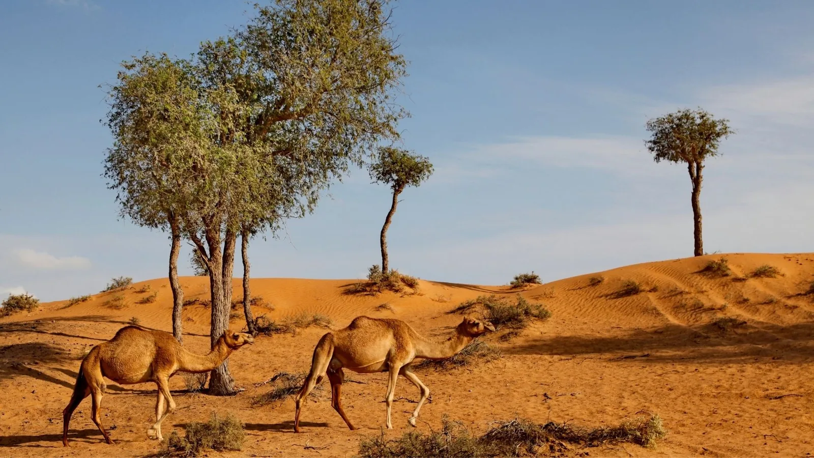 Two camels walking across orange desert sand near ghaf trees and low shrubs, with rolling dunes and a pale blue sky in the background.