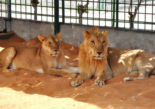 Ras Al Khaimah Zoo: A Practical Visitor Guide