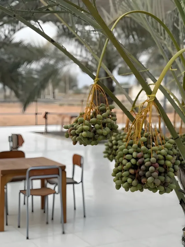 Alhish Farm Café Ras Al Khaimah: A Farm-to-Table Guide